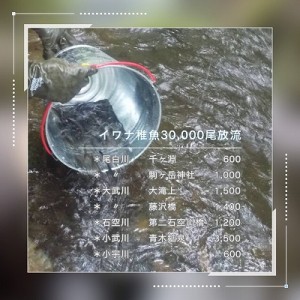 イワナ稚魚放流-2縮小