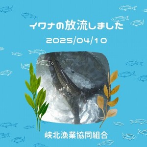 イワナ成魚0410-1縮小