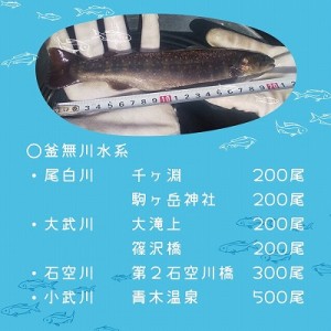 イワナ成魚0410-2縮小