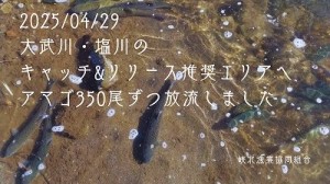 アマゴ成魚放流0429縮小