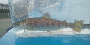 アマゴ幼魚1018-1縮小