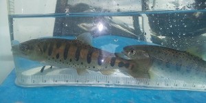 アマゴ幼魚1018-2縮小