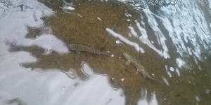 アマゴ幼魚1019-2縮小