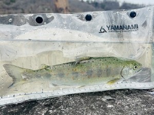 20260227成魚放流1縮小