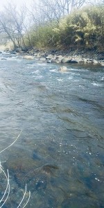 20260227成魚放流(川)縮小