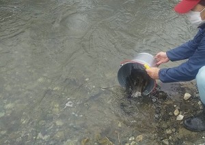 20260325成魚放流1縮小