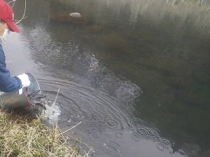 20260325成魚放流2縮小