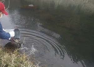 20260325成魚放流3縮小