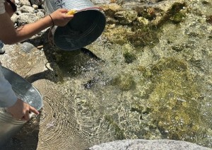 20260810-2稚魚縮小