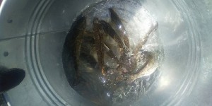 20260810-3稚魚縮小